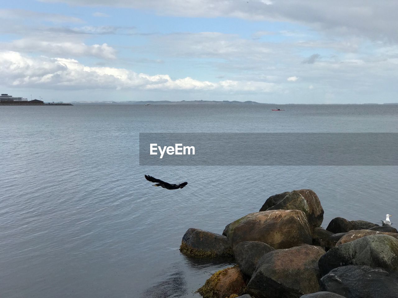 Bird flying over sea against sky