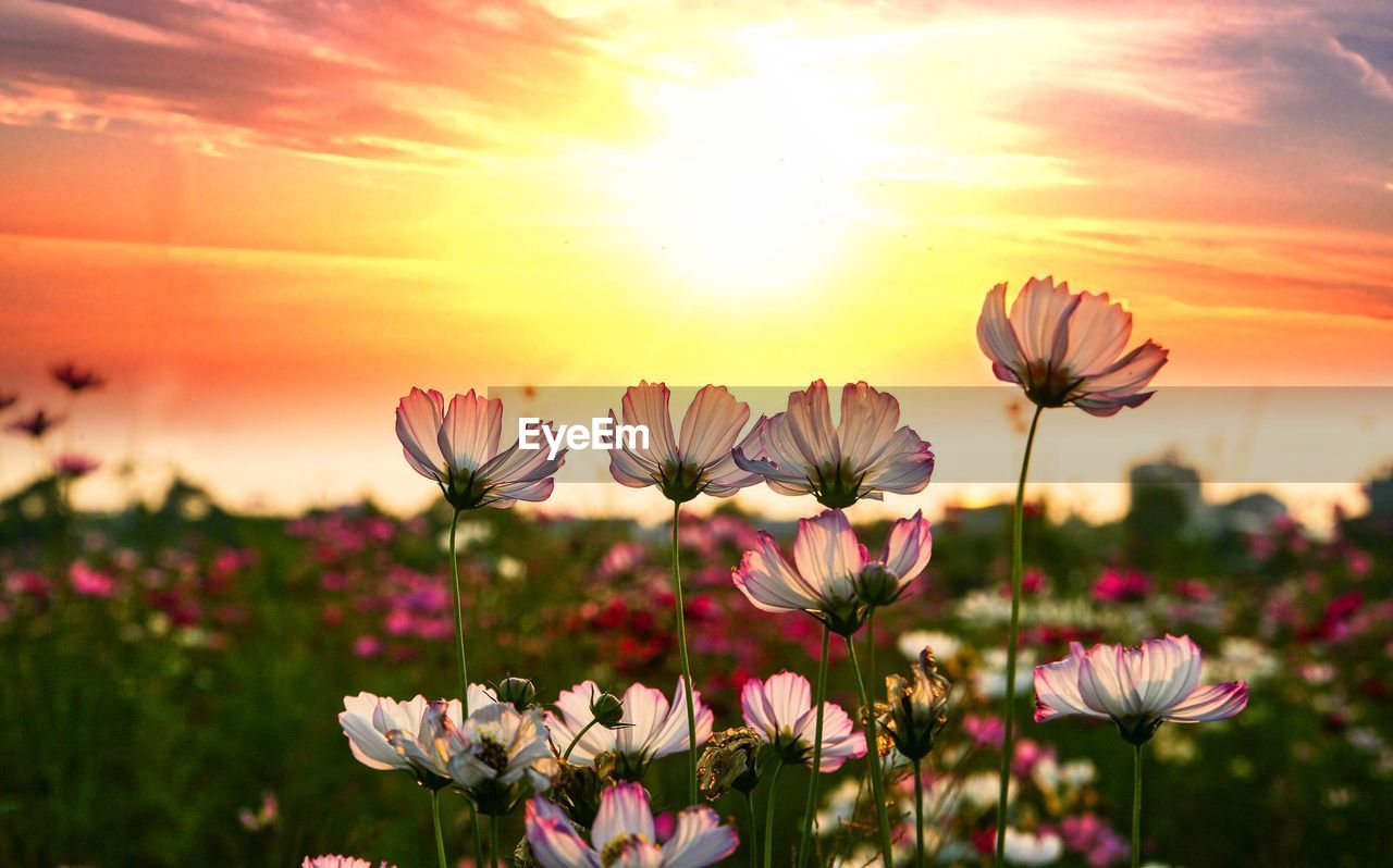 Close-up of cosmos flowers on field during sunset