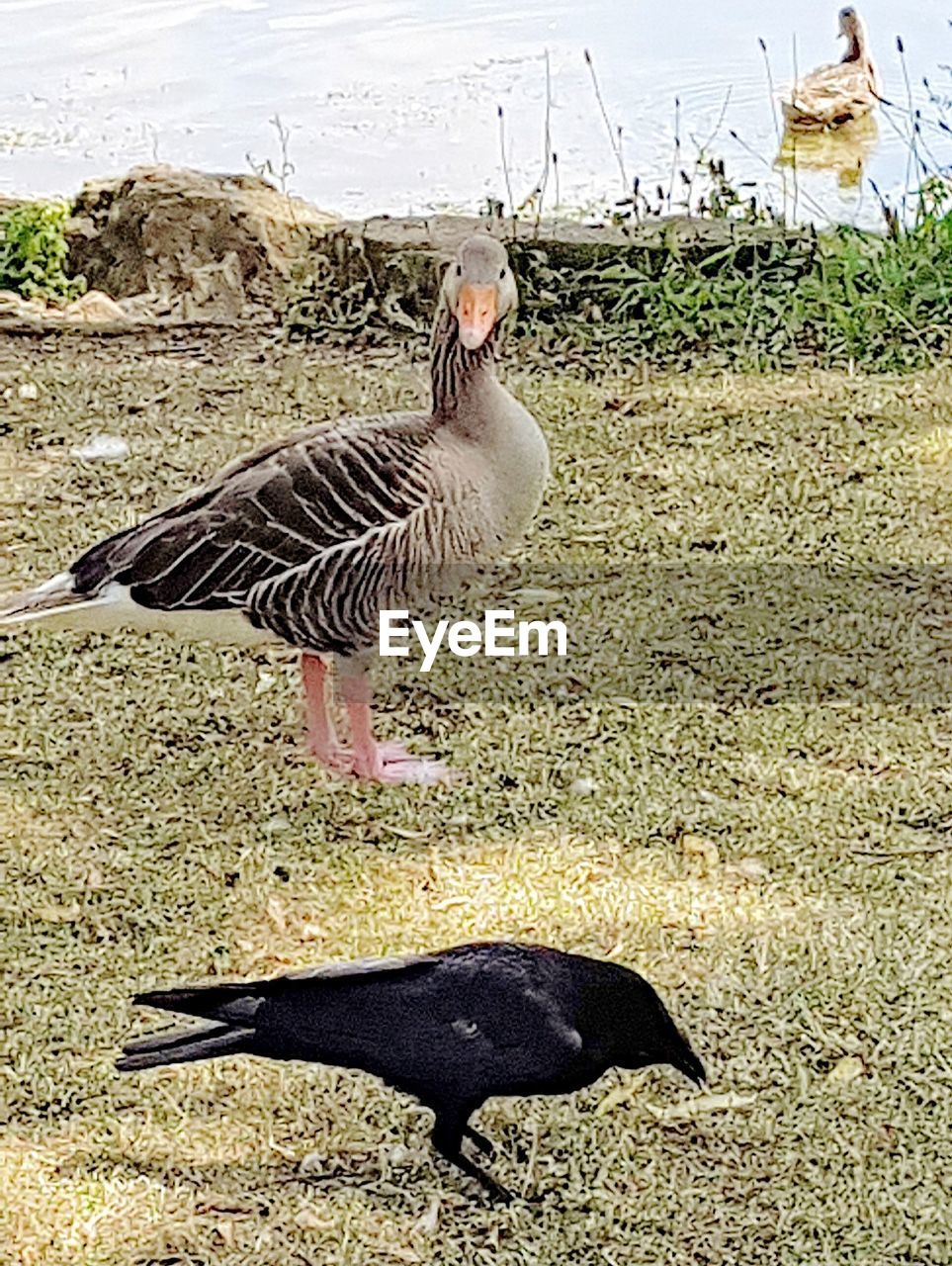 BIRD ON A FIELD