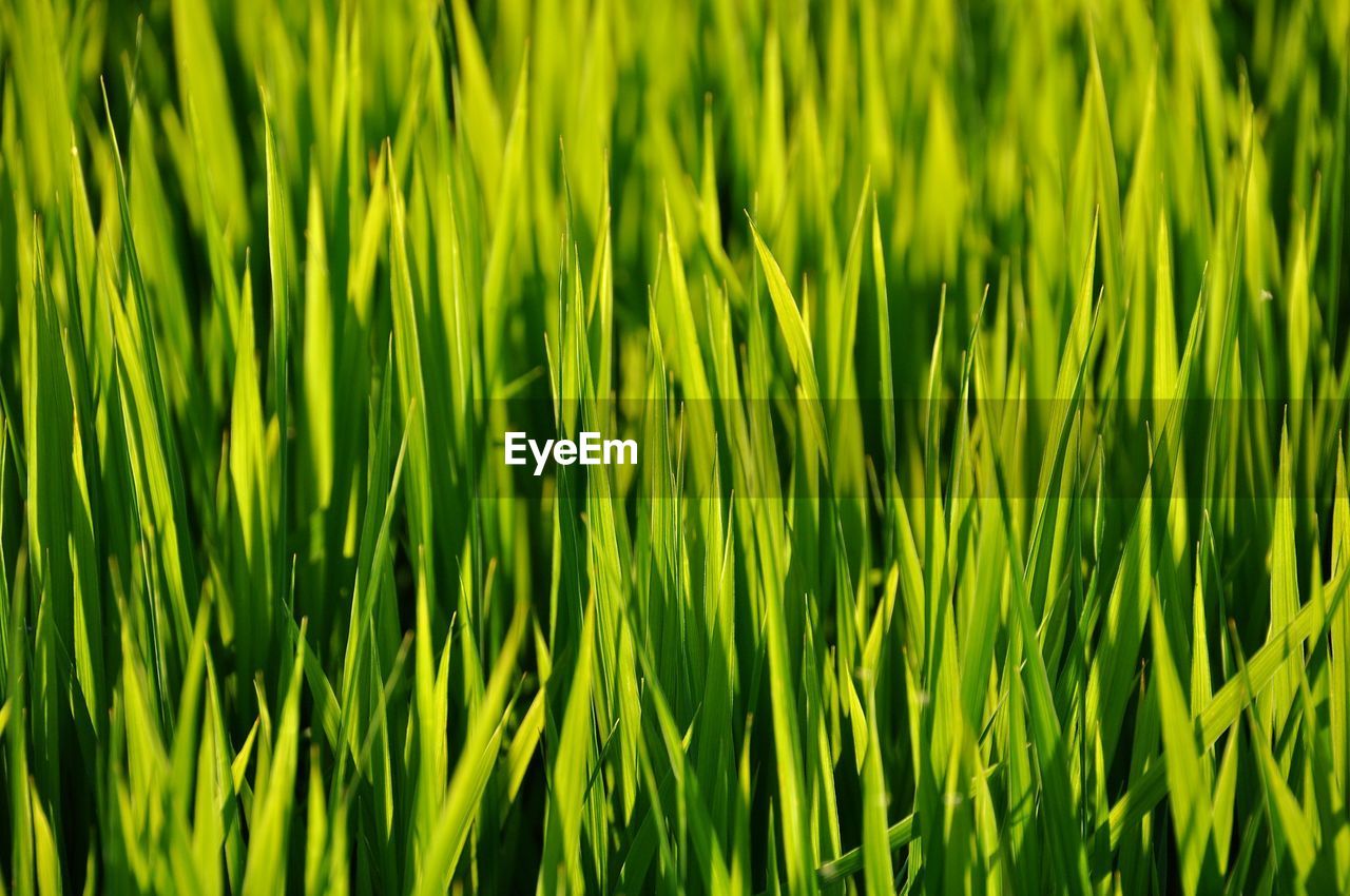 Full frame shot of wheat field