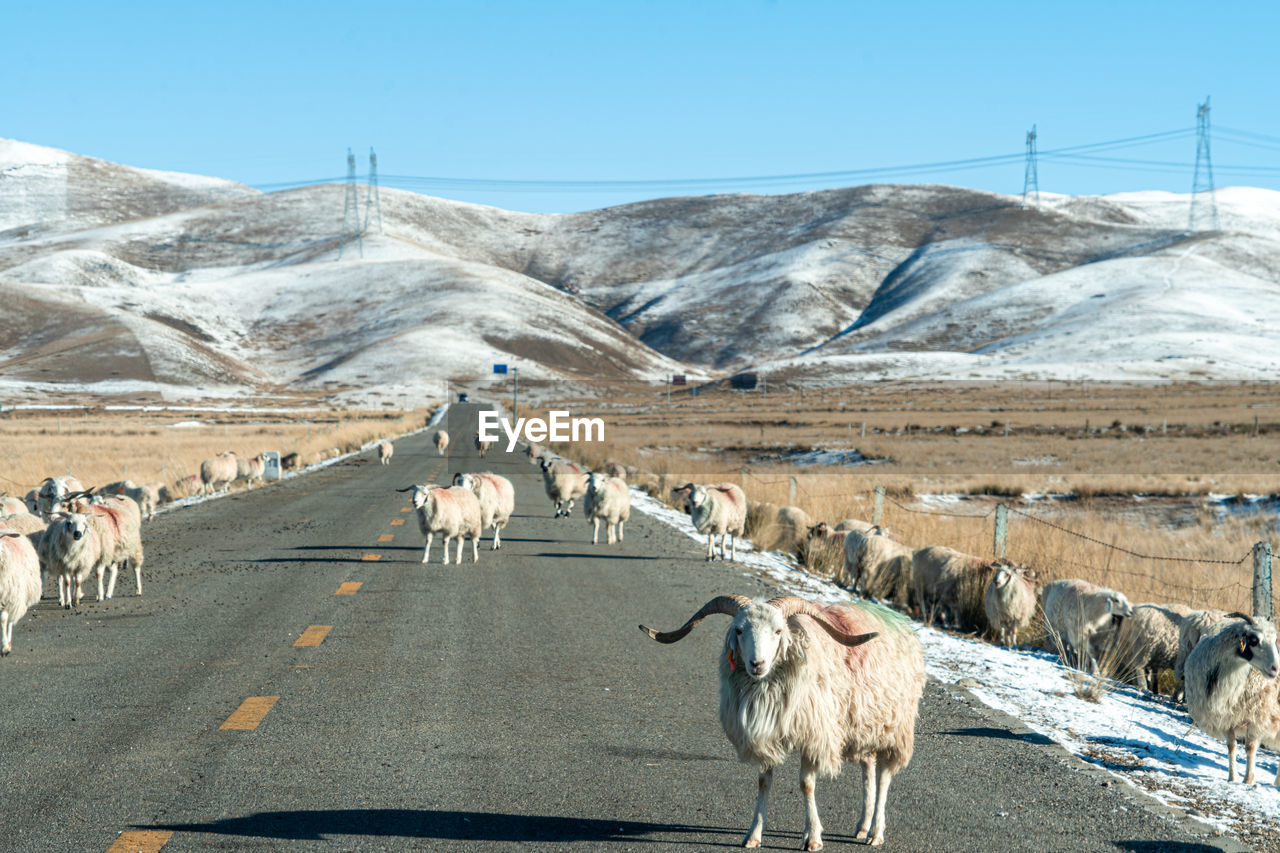 View of horse on road against mountain range