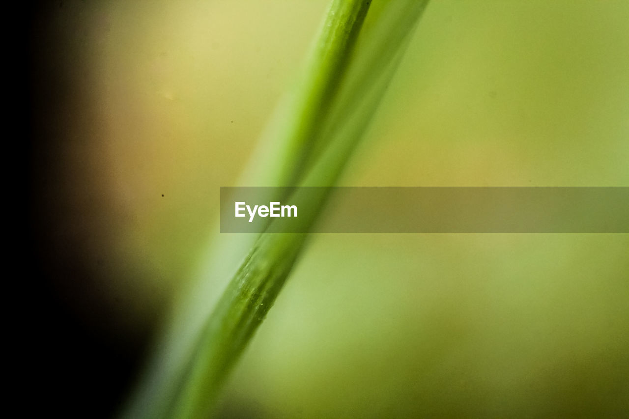 CLOSE-UP OF PLANT