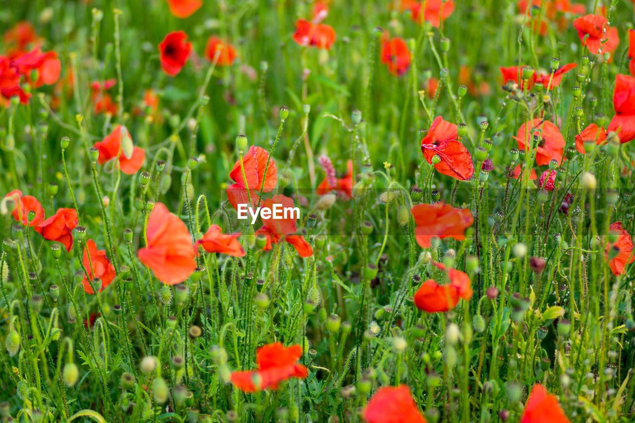 CLOSE-UP OF RED POPPIES IN FIELD