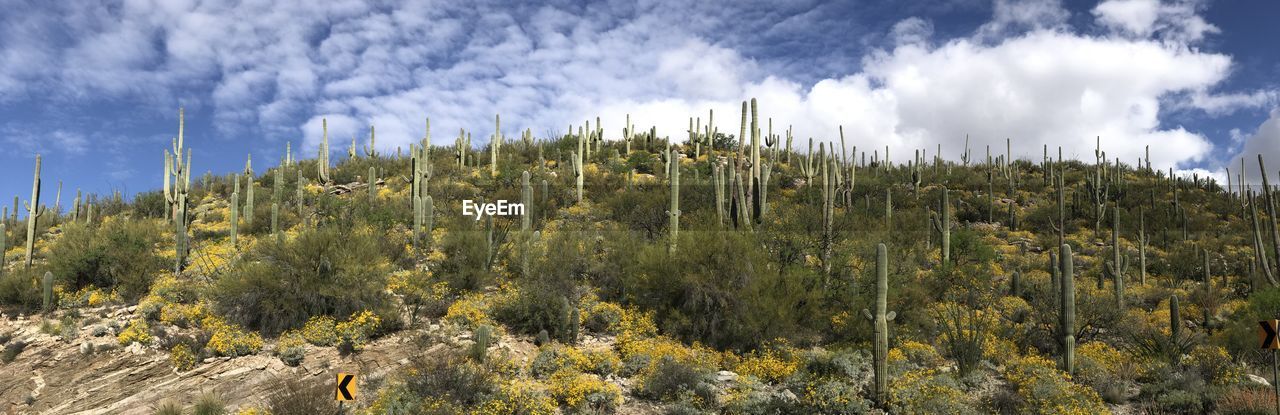 Plants growing on land against sky