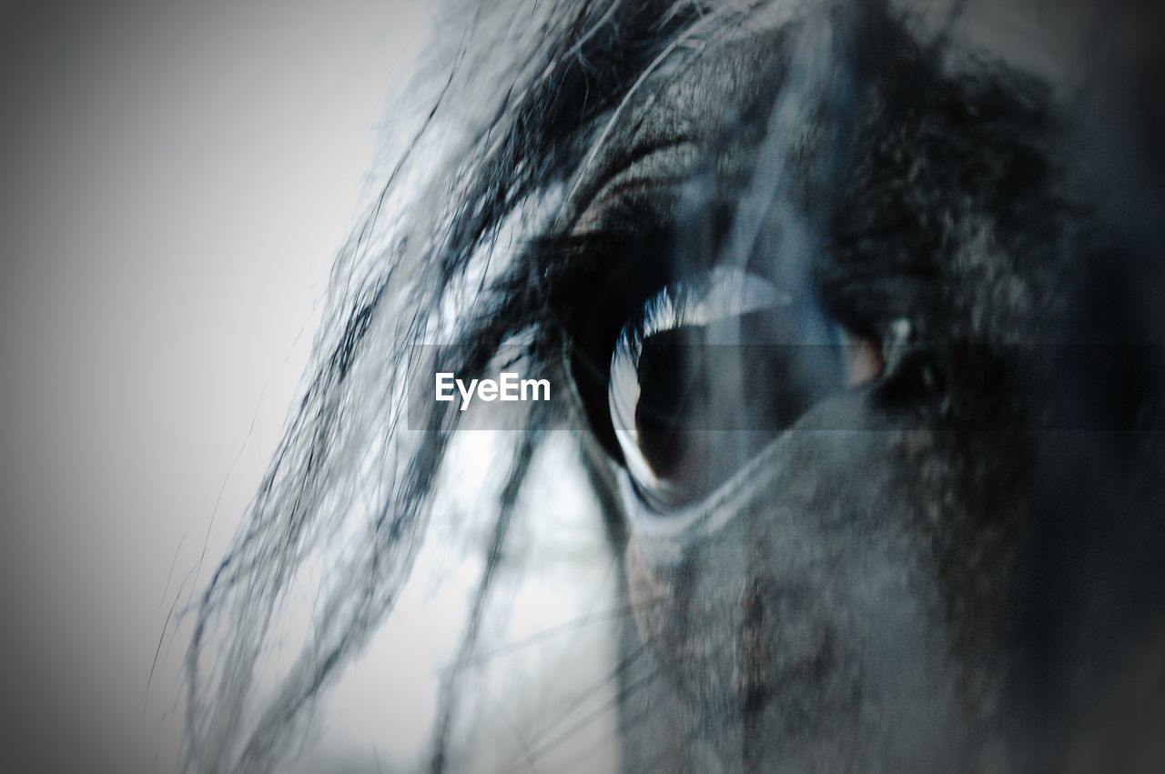 Close-up of horse eye against clear sky