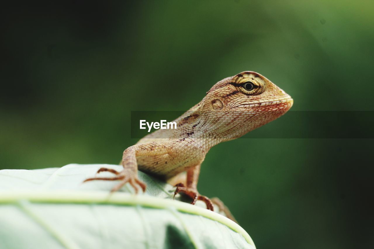 CLOSE-UP OF A LIZARD ON A ROCK