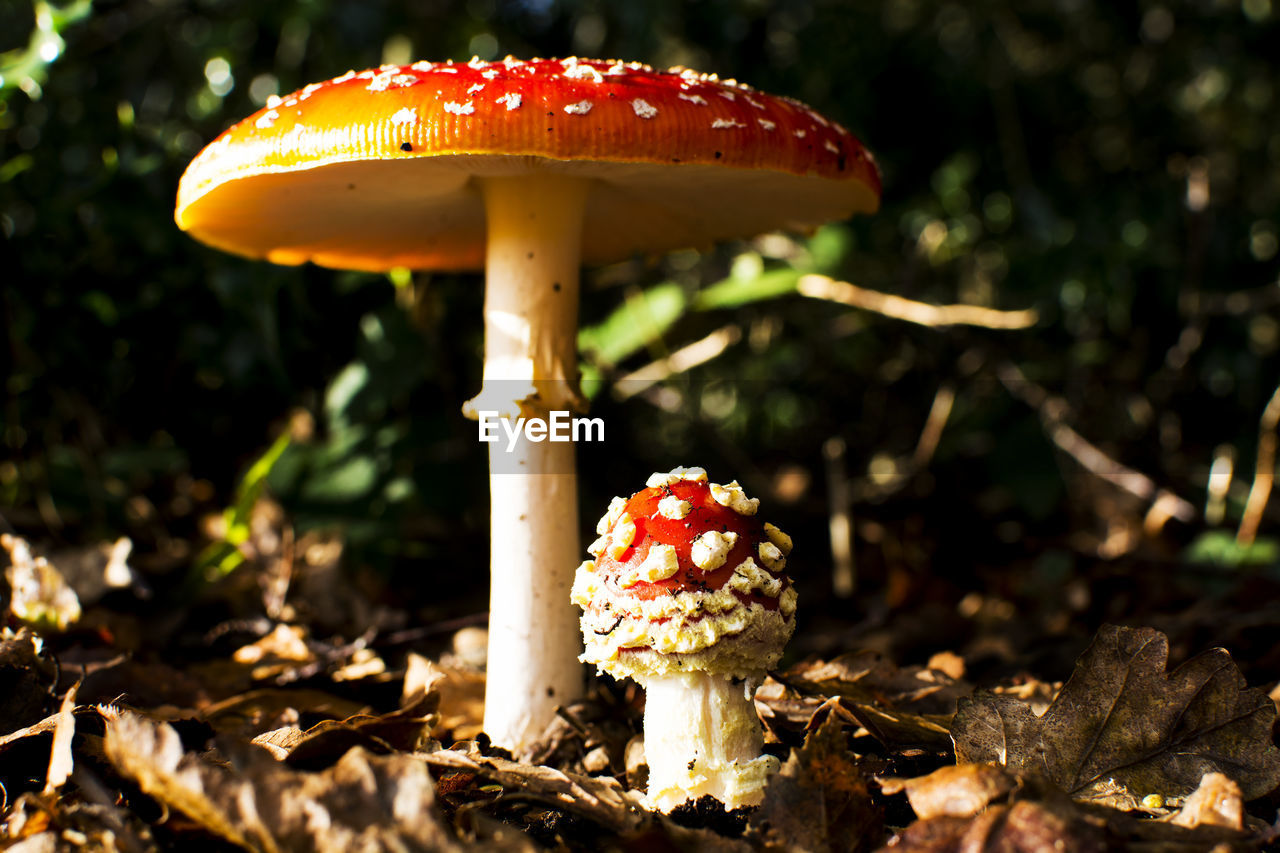 Close-up of toadstool mushrooms