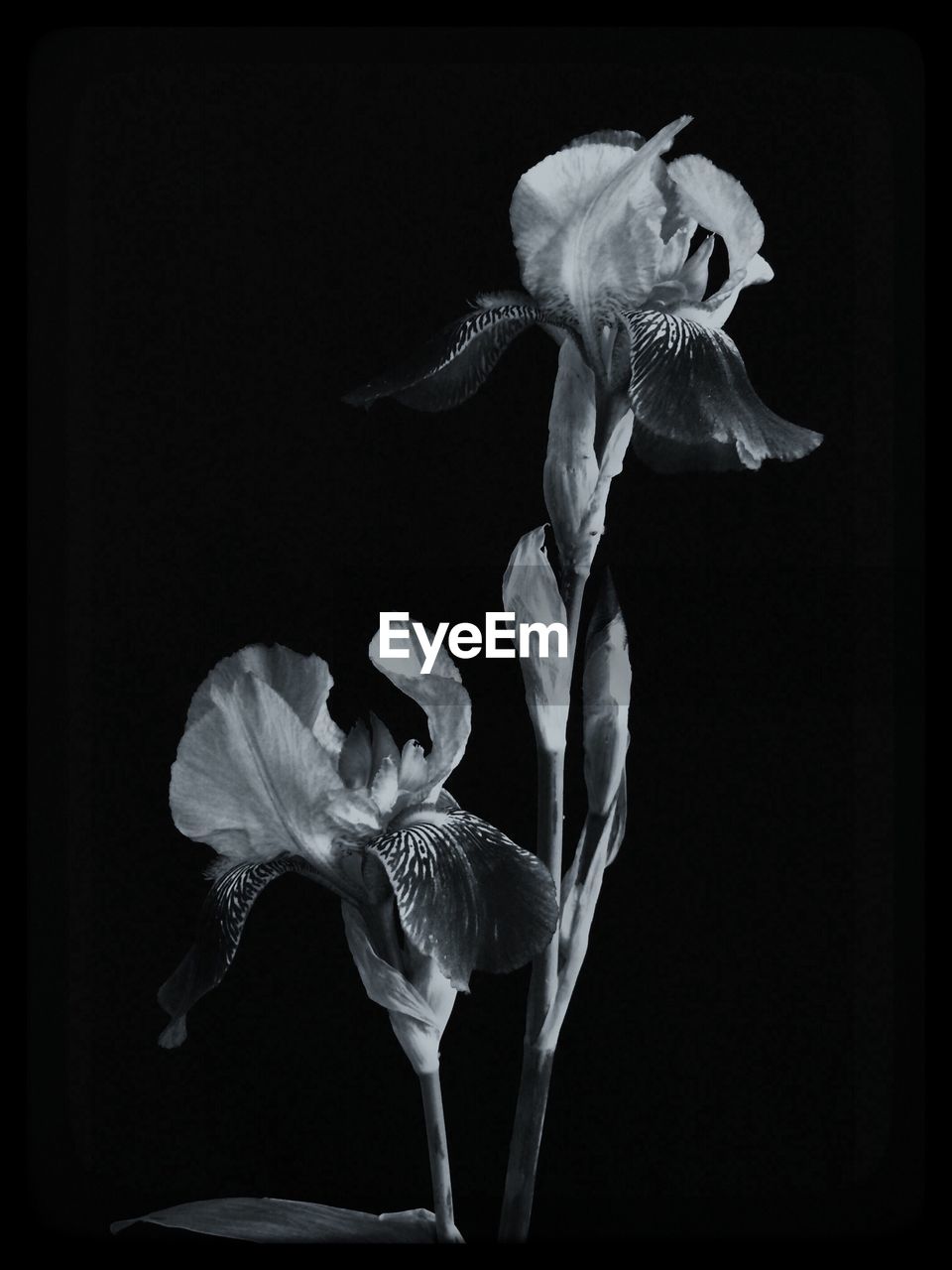 Close-up of iris blooming against black background