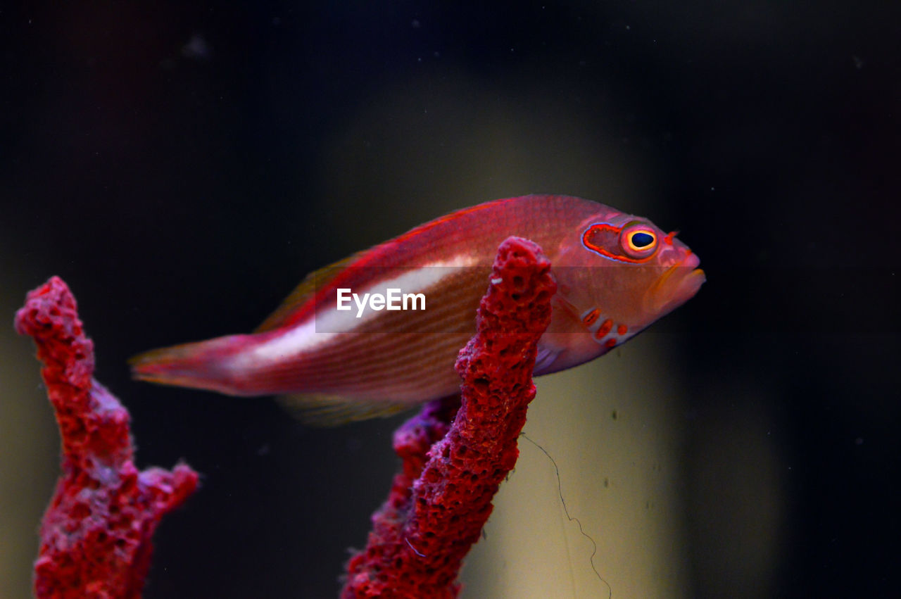 Close-up of red fish and coral in water seen through glass tank in aquarium