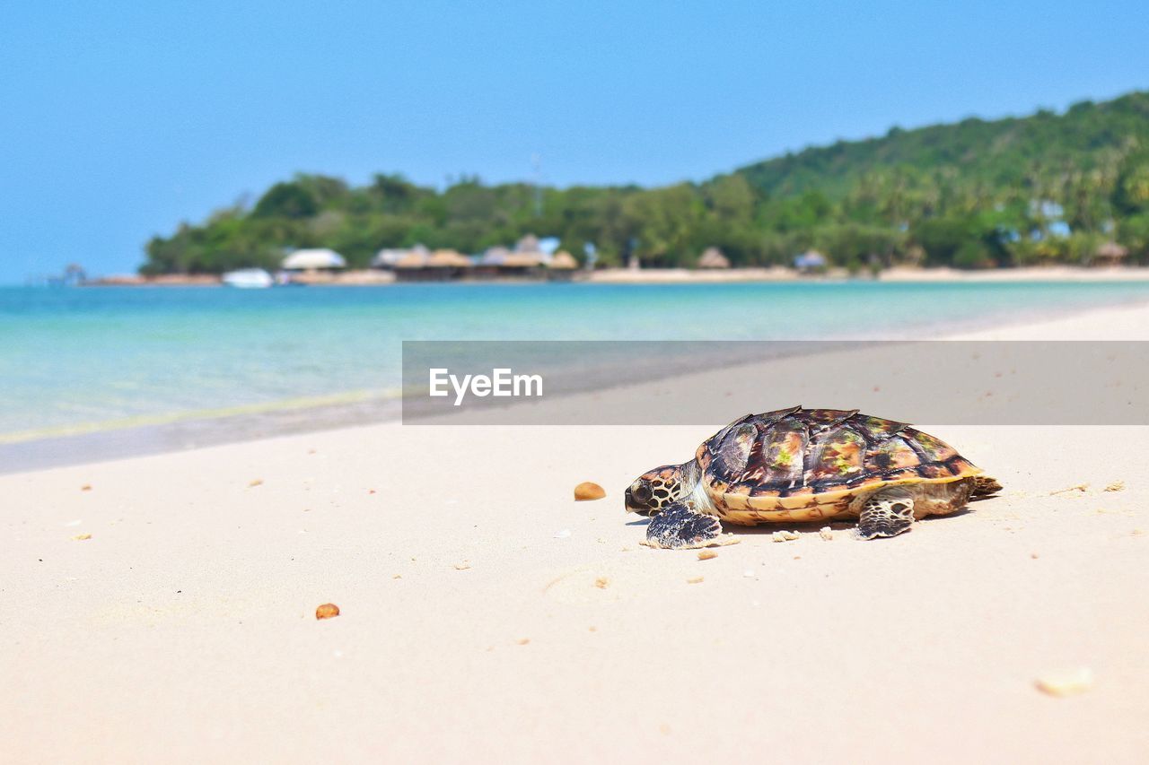 CLOSE-UP OF CRAB ON BEACH