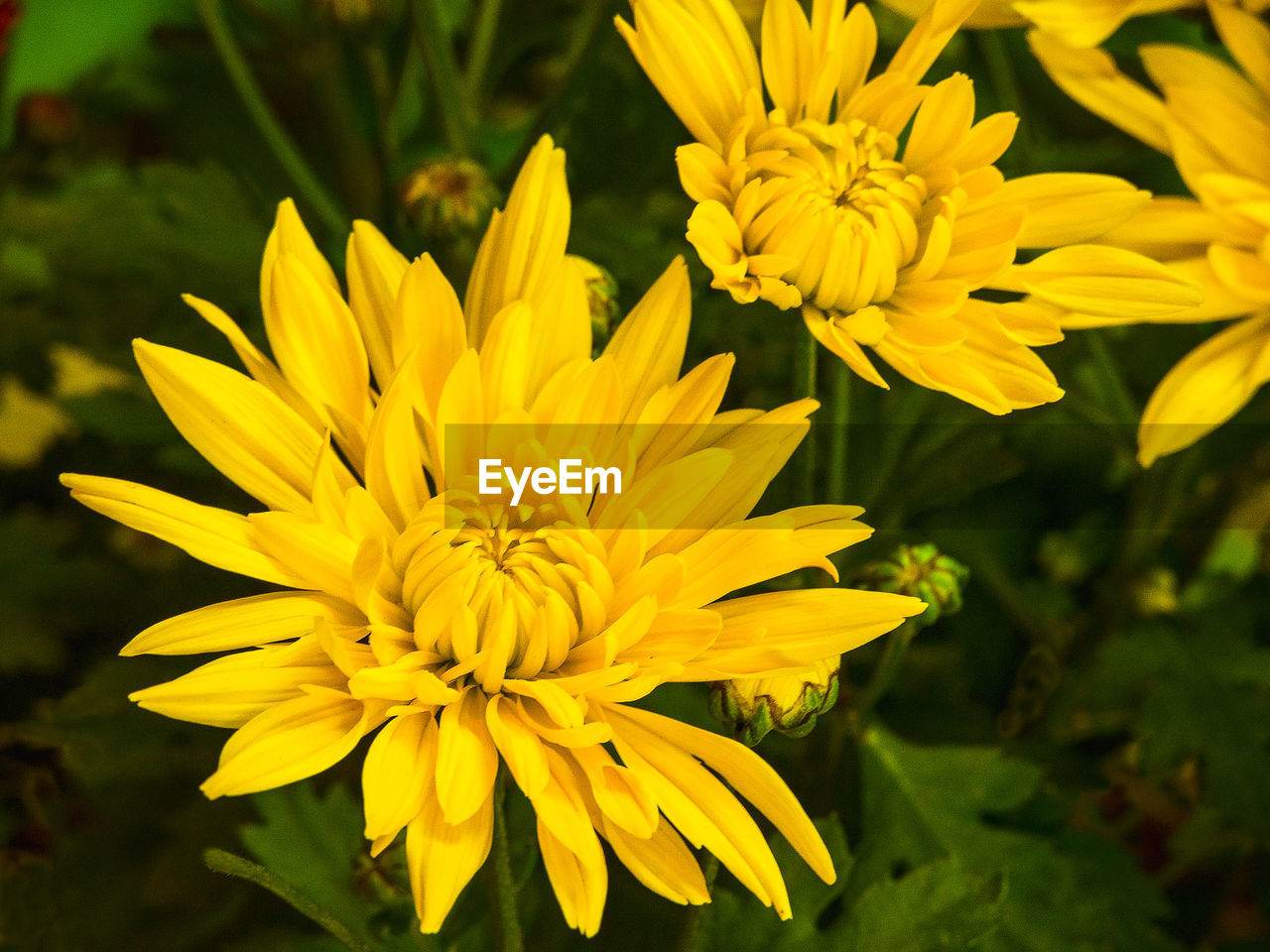 Close-up of yellow chrysanthemums blooming in park