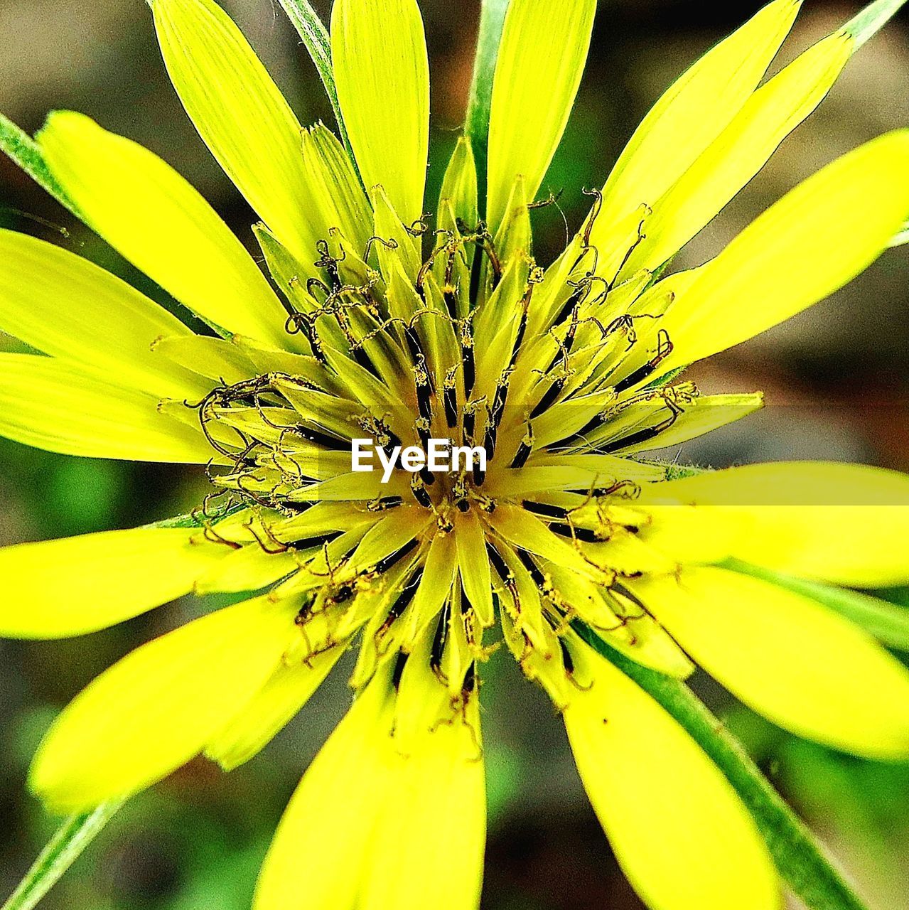flower, flowering plant, yellow, plant, beauty in nature, freshness, fragility, flower head, close-up, growth, petal, inflorescence, nature, macro photography, pollen, no people, wildflower, vibrant color, springtime, focus on foreground, blossom, botany, outdoors, macro, plant stem, herb, green