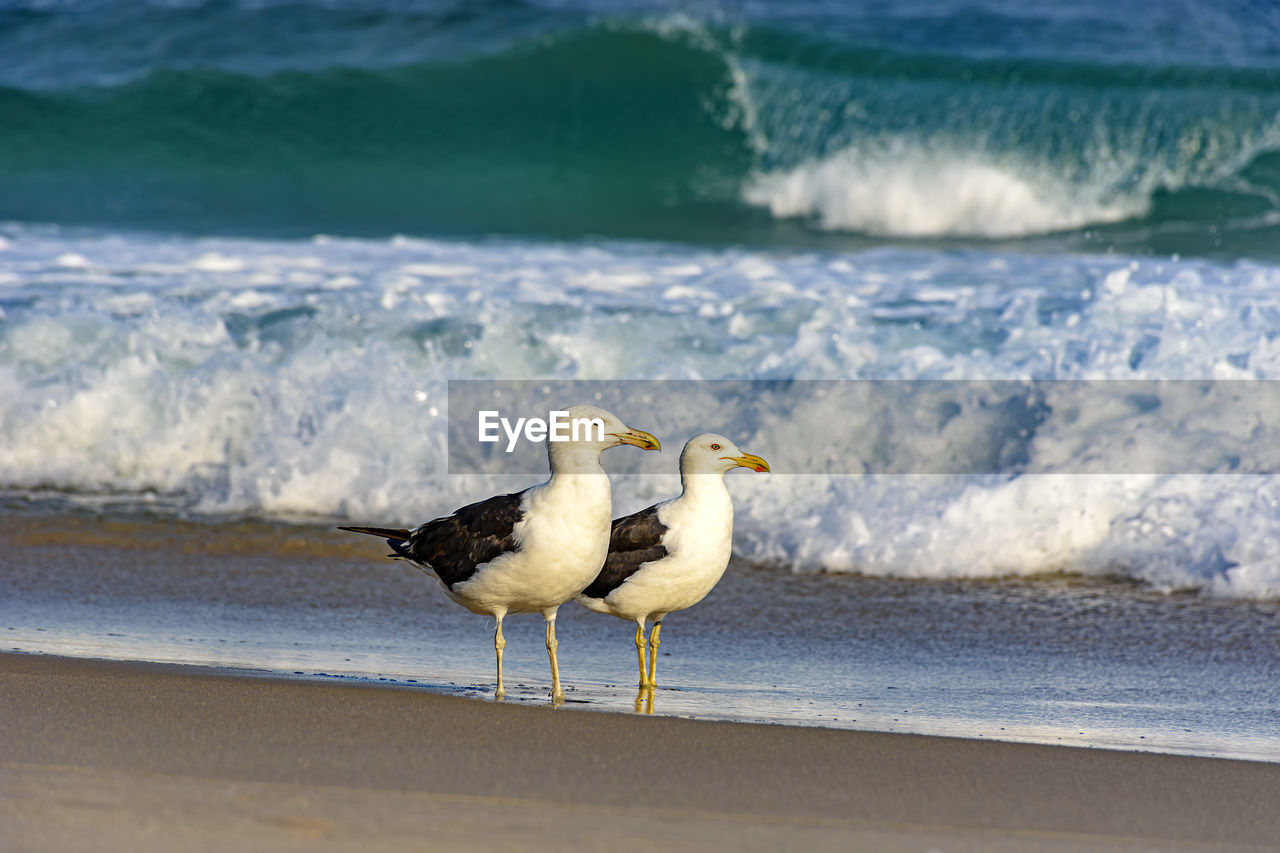 Seagull on beach