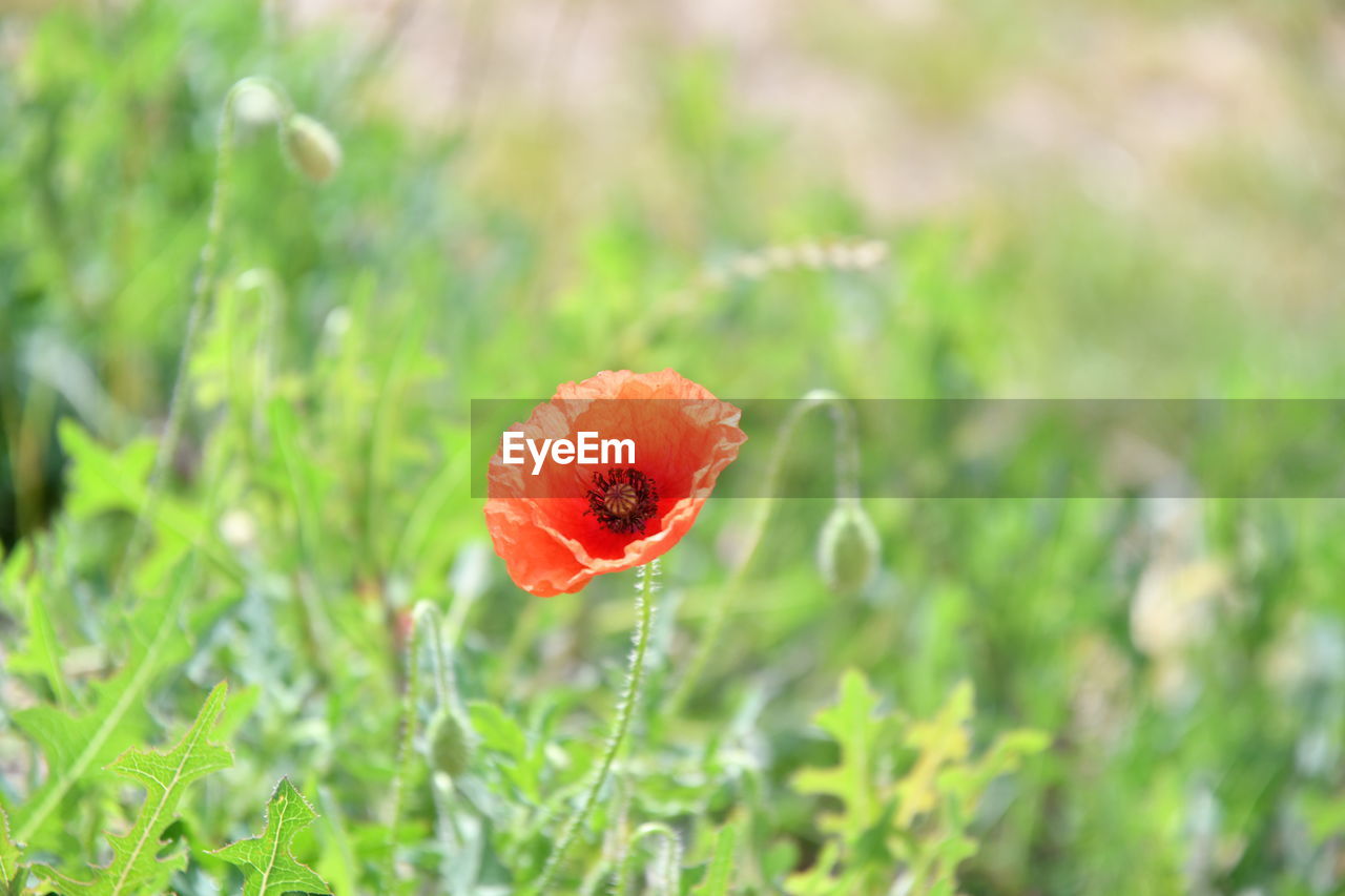 CLOSE-UP OF RED POPPY FLOWER ON PLANT