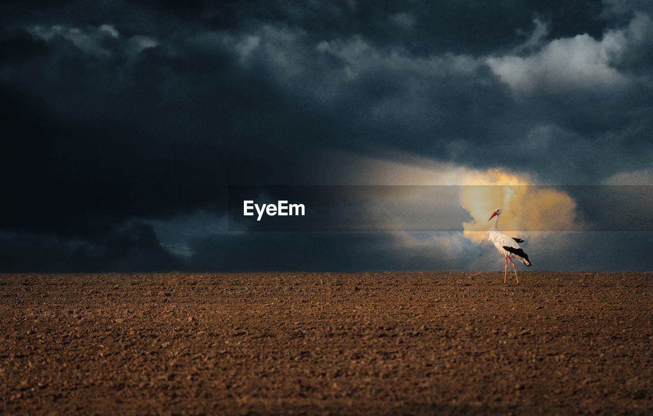 White stork on field against stormy sky