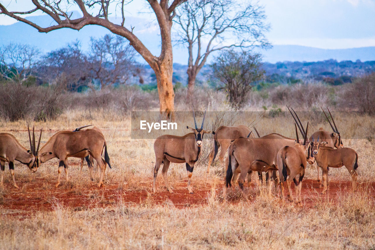 Oryx standing on field against sky