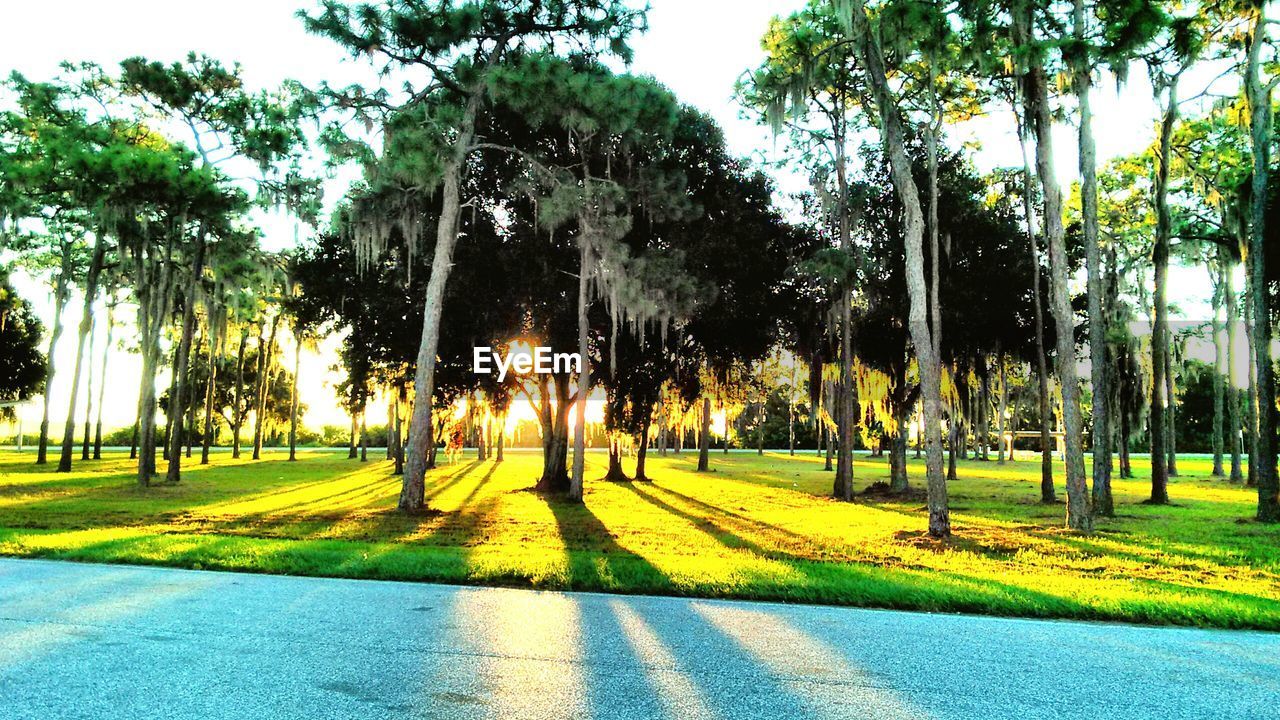 TREES IN GRASS AGAINST SKY