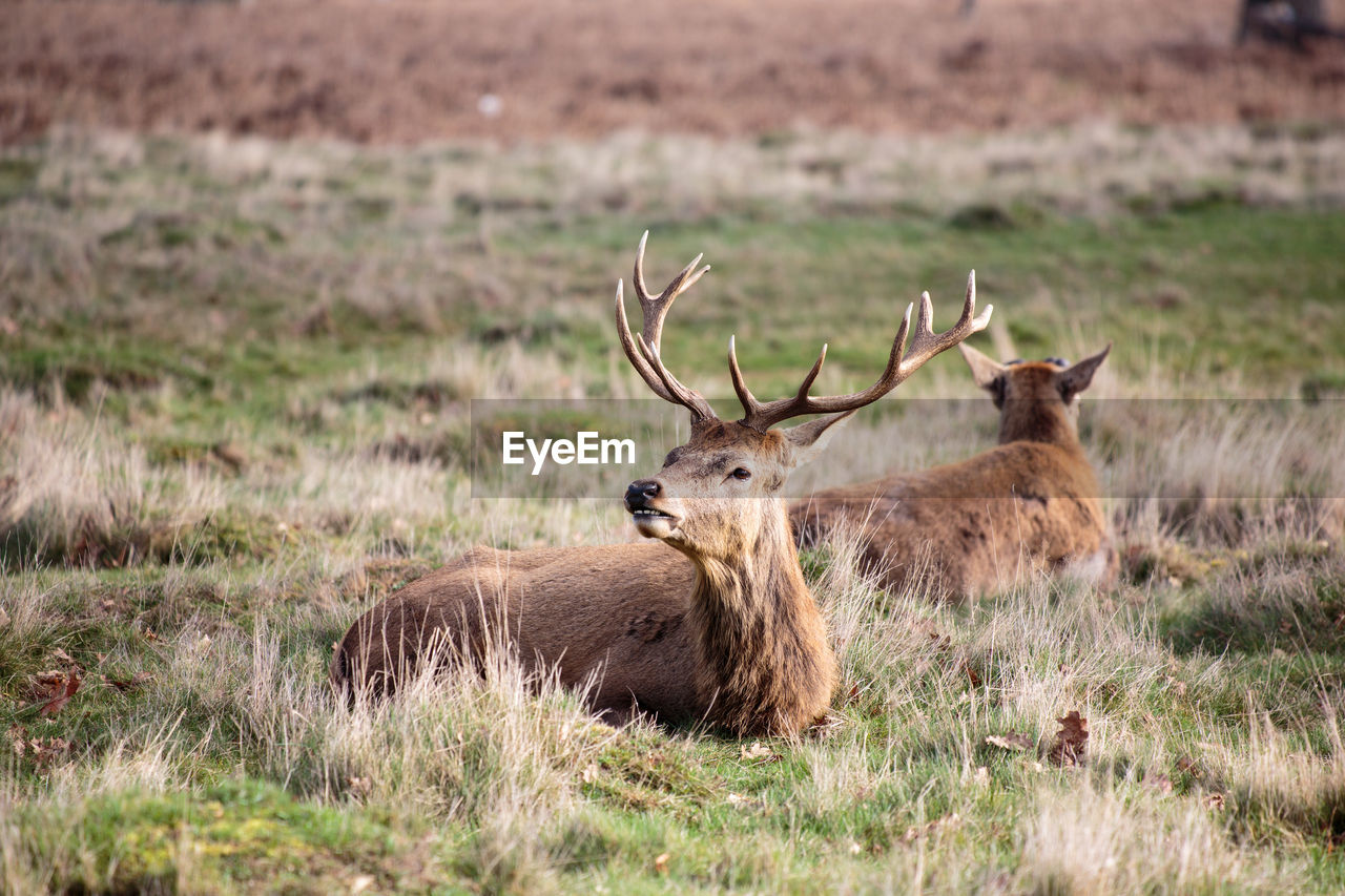 Deer in bushy park in early spring