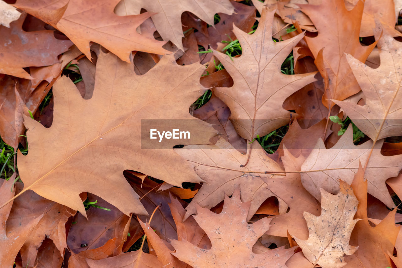 FULL FRAME SHOT OF AUTUMN LEAVES ON LAND