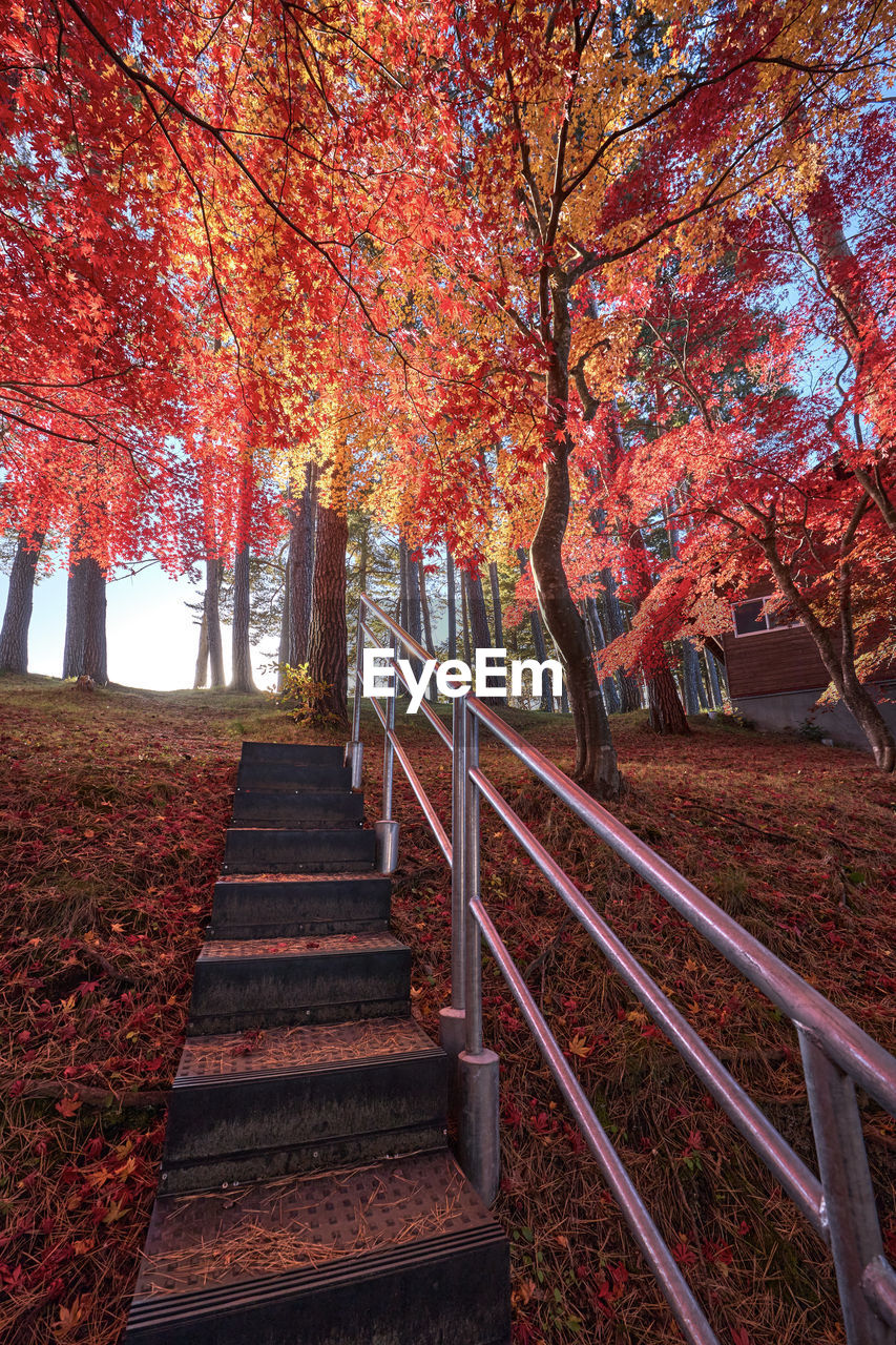 autumn, tree, plant, leaf, nature, plant part, beauty in nature, staircase, railing, the way forward, maple, autumn collection, tranquility, park, orange color, steps and staircases, architecture, park - man made space, no people, scenics - nature, day, tranquil scene, land, red, footpath, outdoors, landscape, branch, growth, non-urban scene, built structure, idyllic, falling, environment, forest, trunk, tree trunk, sunlight