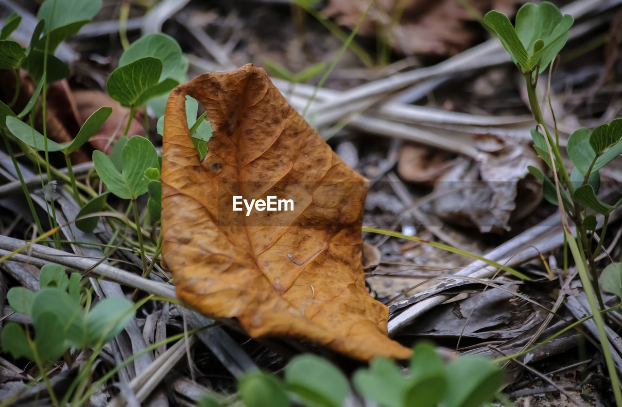 HIGH ANGLE VIEW OF FALLEN LEAF ON GRASS