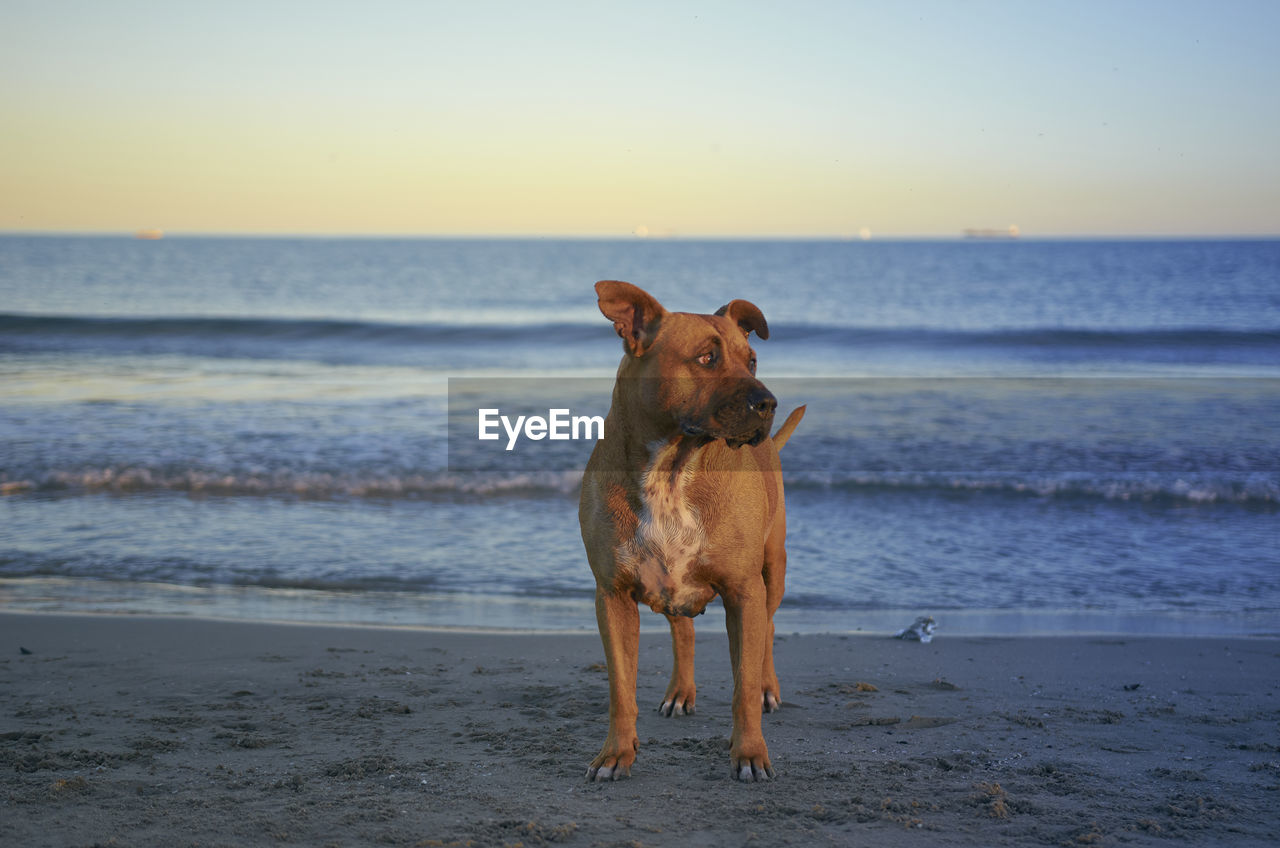 DOG STANDING ON BEACH