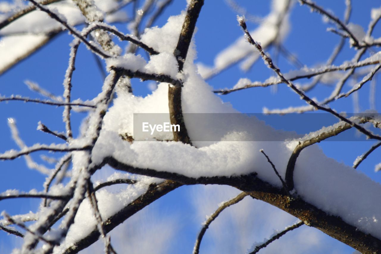 LOW ANGLE VIEW OF SNOW ON TREE AGAINST SKY