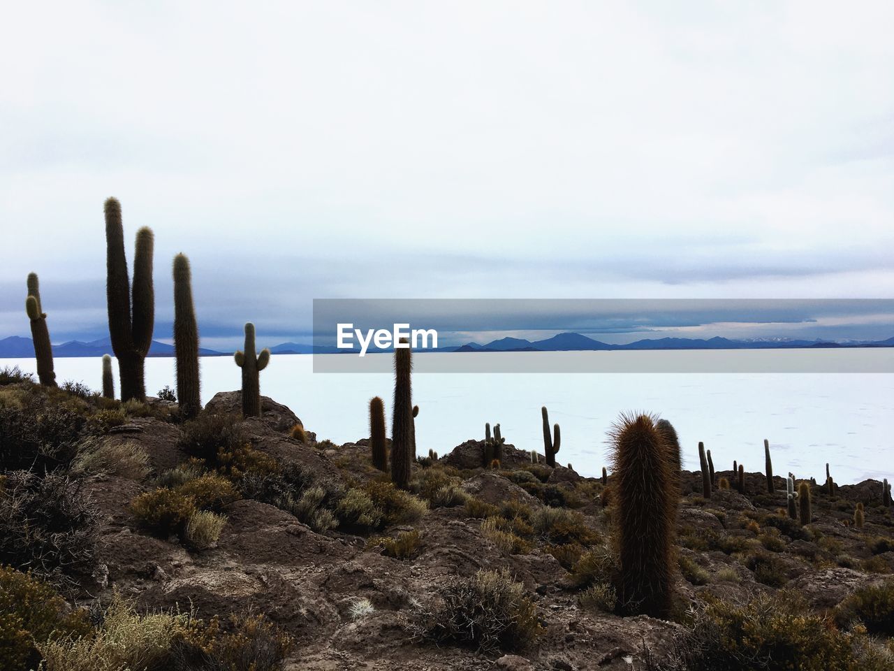 CACTUS GROWING ON ROCK AGAINST SKY