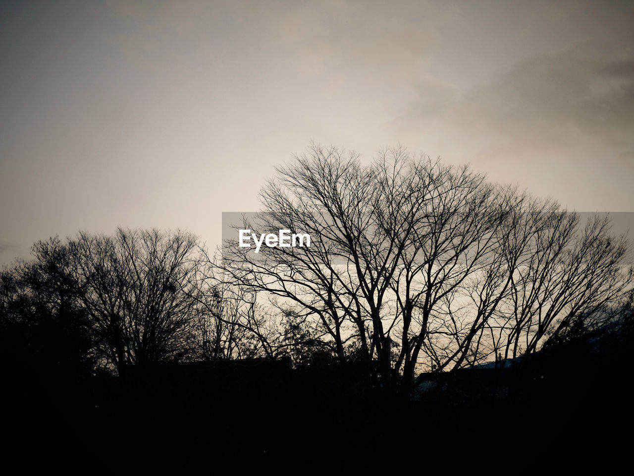 SILHOUETTE BARE TREES AGAINST SKY