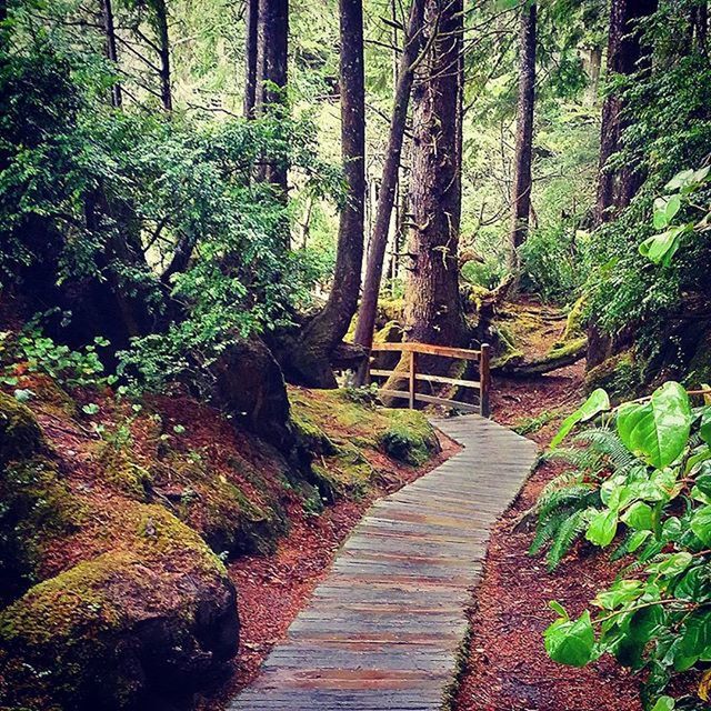 NARROW WALKWAY IN FOREST