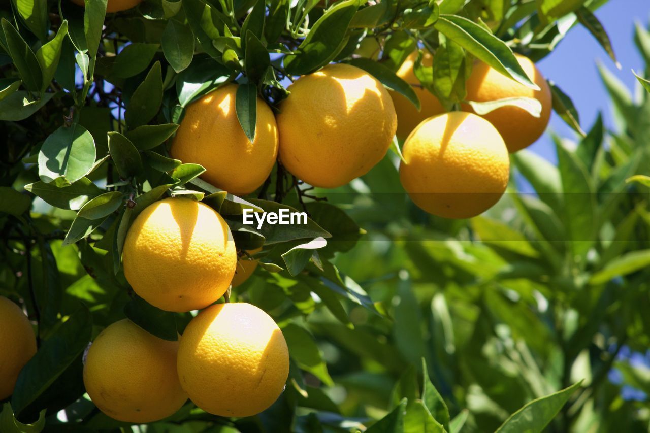 Close-up of citrus fruits growing on tree