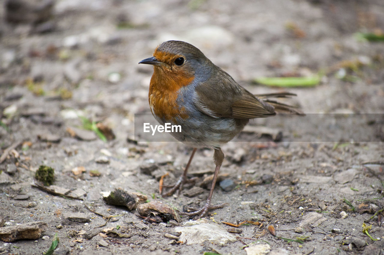 Close-up of robin perching on field