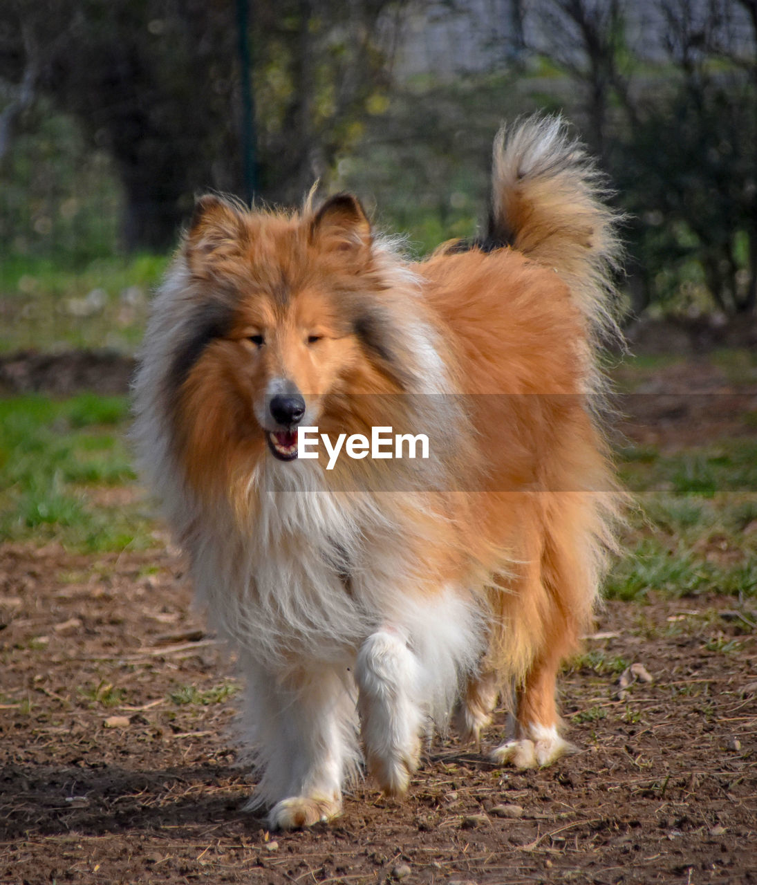 DOG STANDING IN FIELD