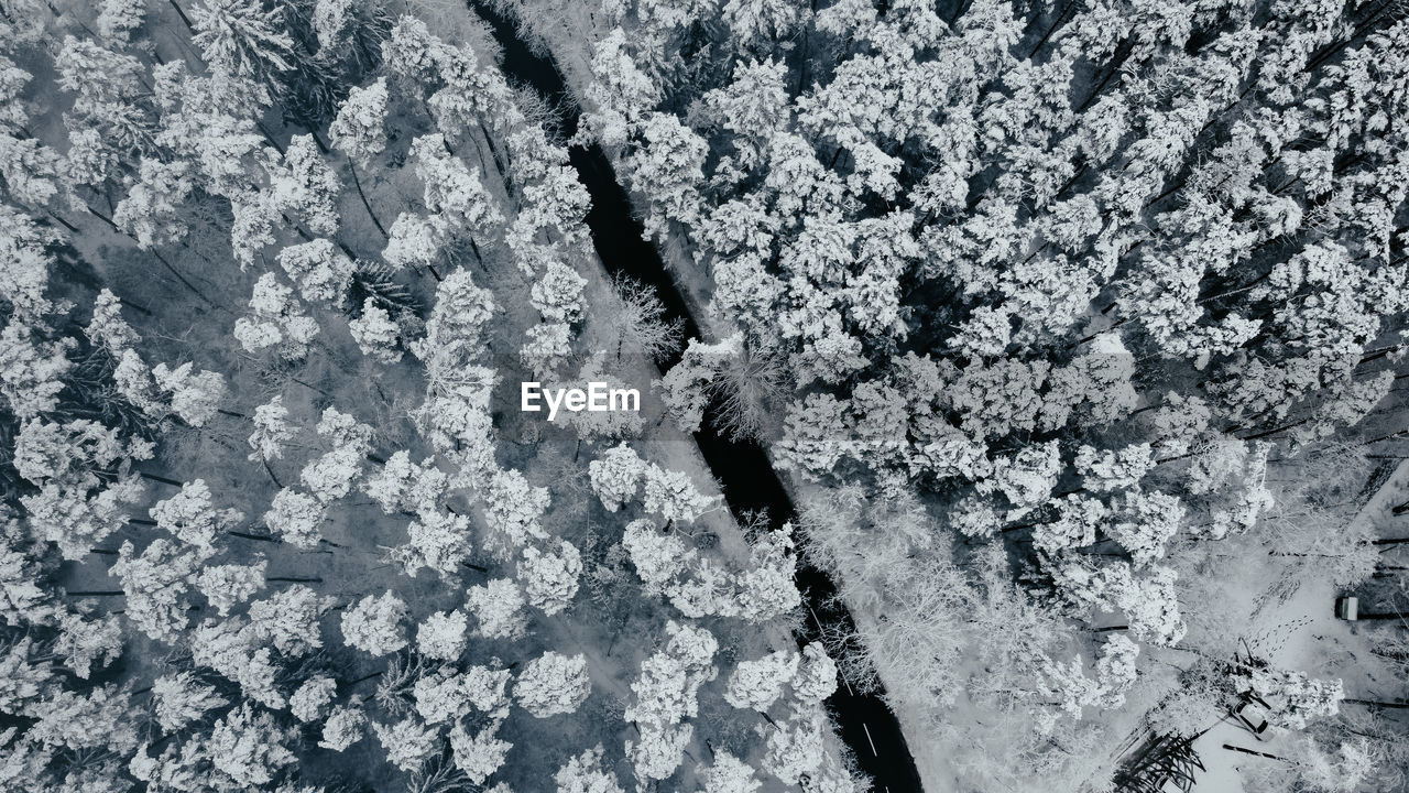 HIGH ANGLE VIEW OF SNOW ON PLANT