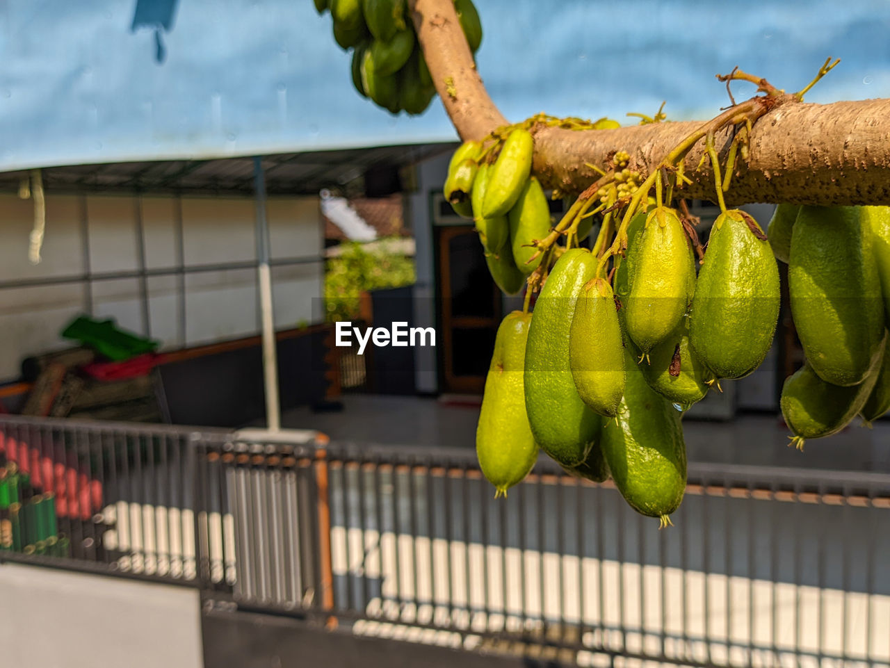 food, food and drink, healthy eating, fruit, freshness, wellbeing, hanging, yellow, plant, banana, nature, flower, produce, day, agriculture, outdoors, no people, green, vegetable, tropical fruit, focus on foreground, sky, architecture, tropical climate, bunch