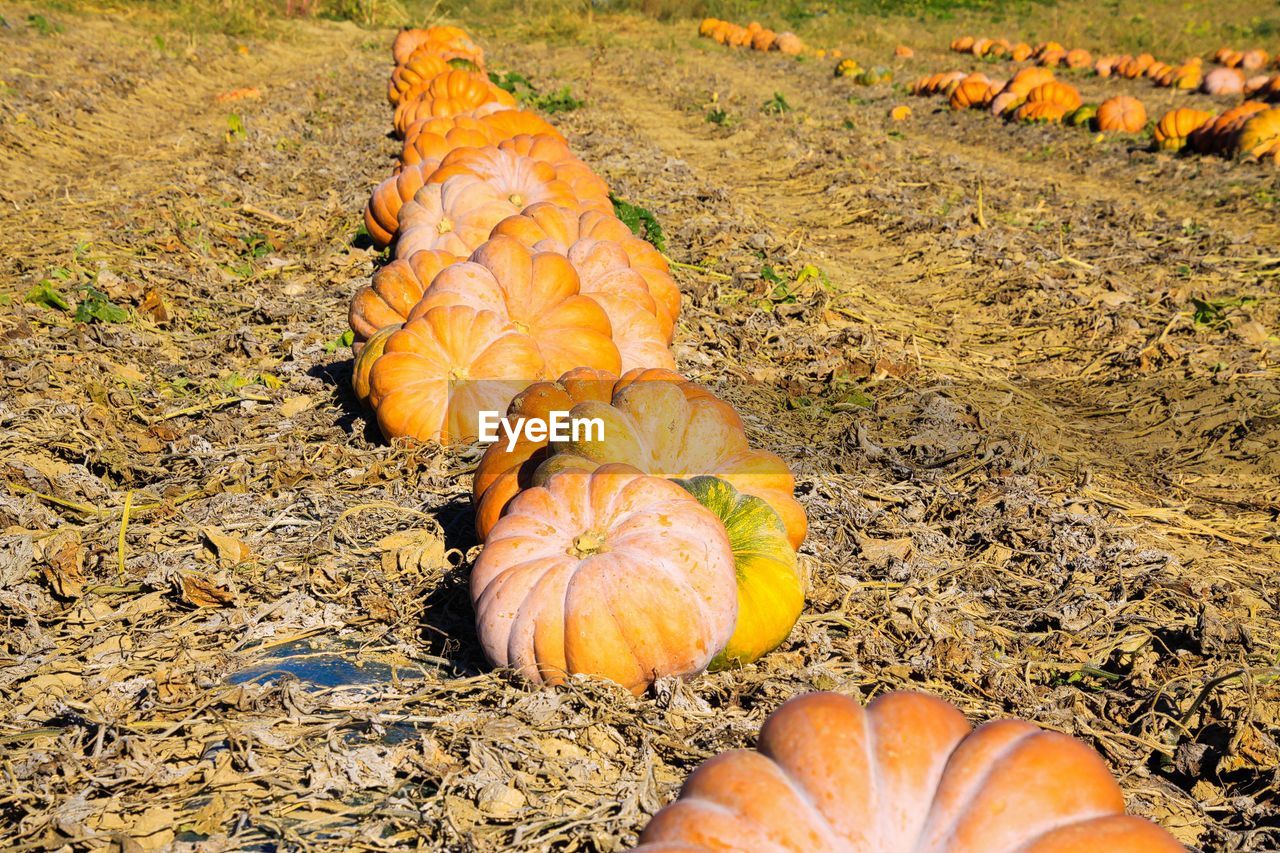 HIGH ANGLE VIEW OF PUMPKINS ON FIELD
