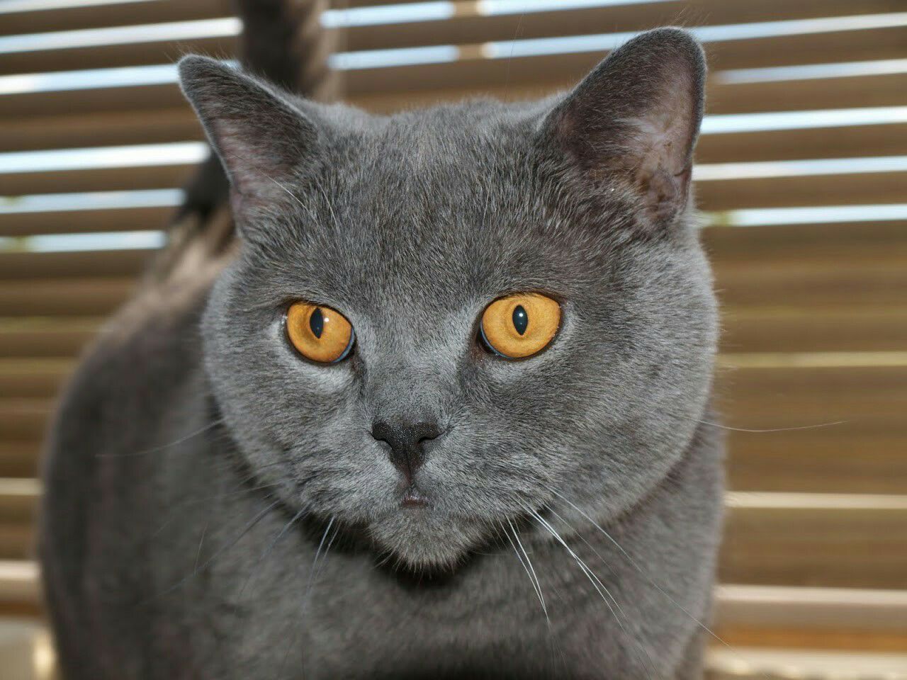 Close-up of shorthair cat against window
