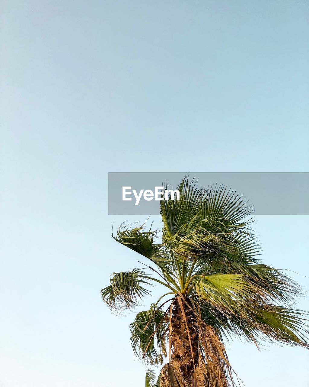 LOW ANGLE VIEW OF PALM TREE AGAINST SKY