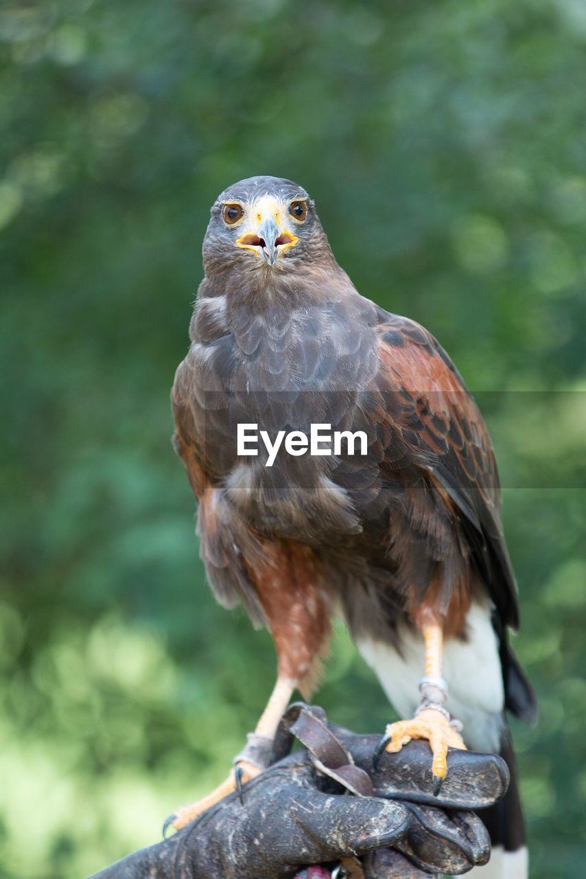 Close-up of bird perching hand