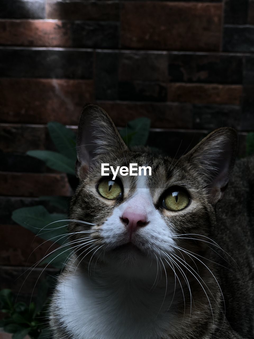 Close-up portrait of a cat