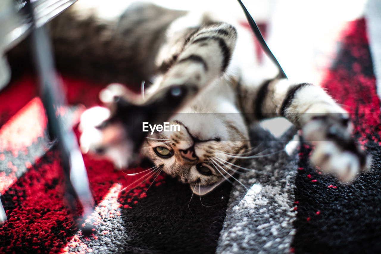 CLOSE-UP OF A CAT LYING