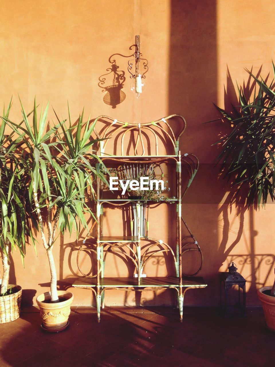 Rack and potted plants against wall