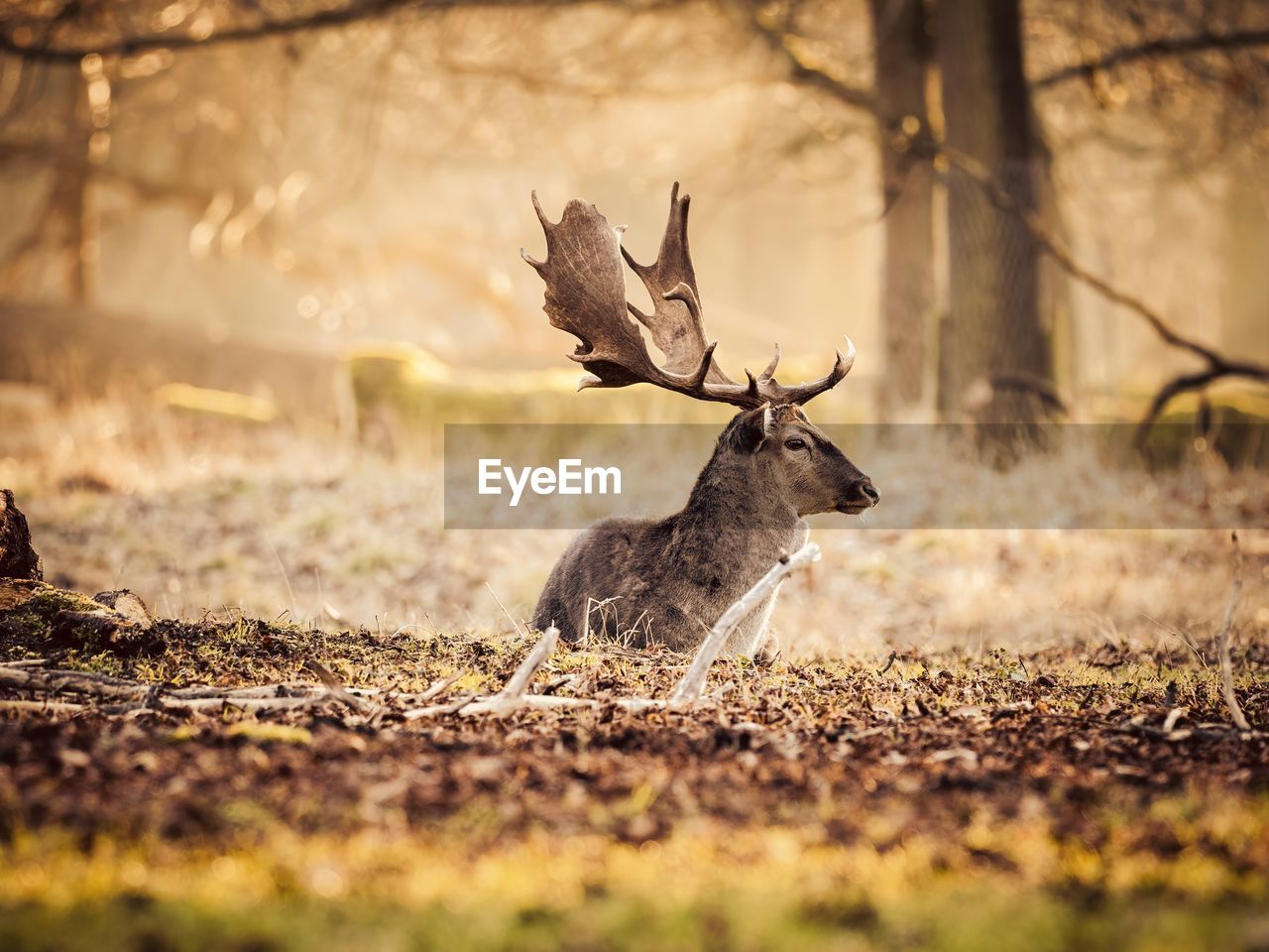 Deer on a field