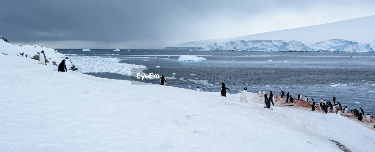 Penguins at snow covered beach against sky