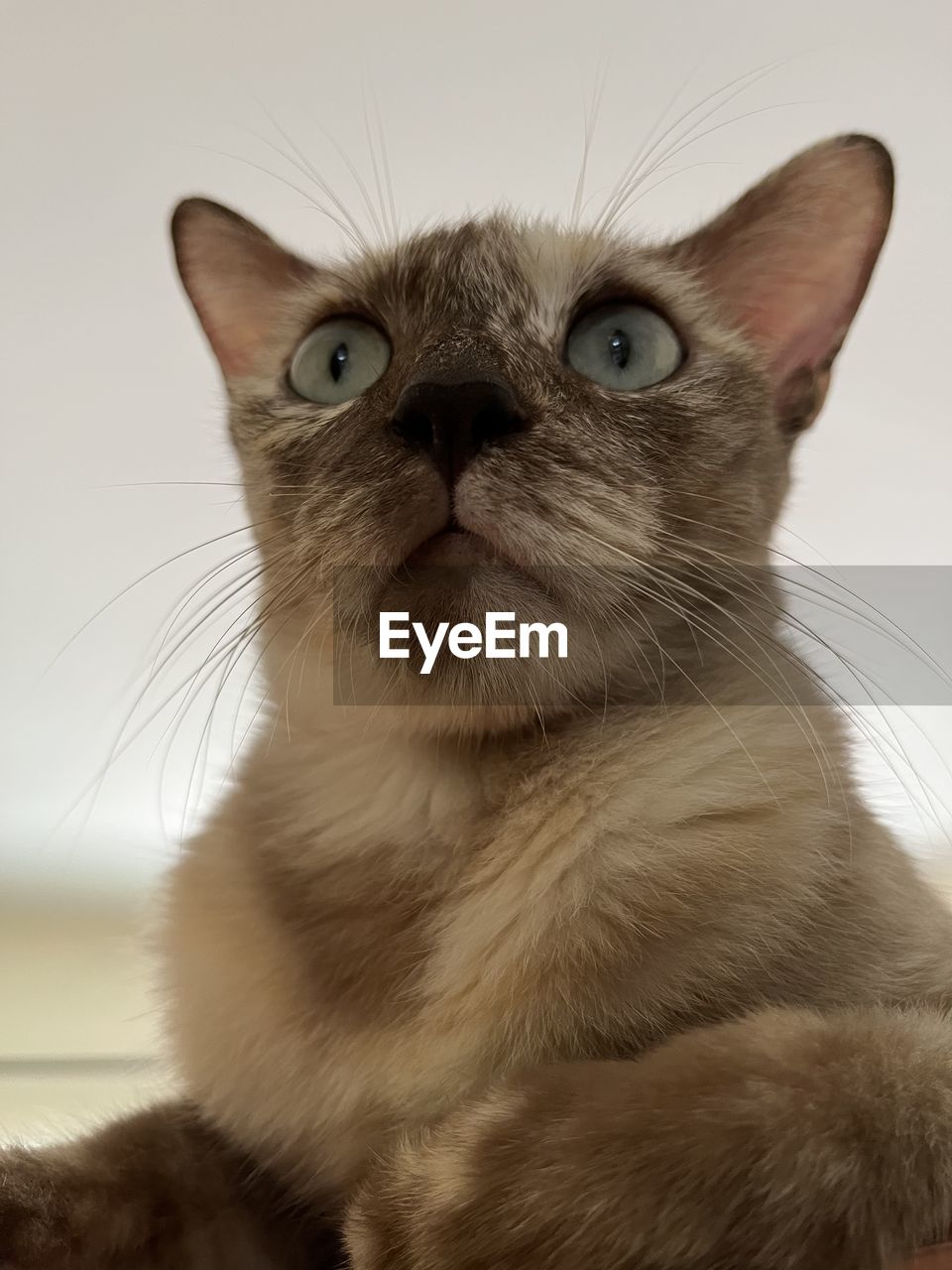 animal themes, animal, mammal, pet, one animal, cat, domestic animals, domestic cat, feline, nose, whiskers, animal body part, close-up, felidae, small to medium-sized cats, animal hair, indoors, carnivore, eye, portrait, no people, animal head, looking, siamese, cute, animal eye