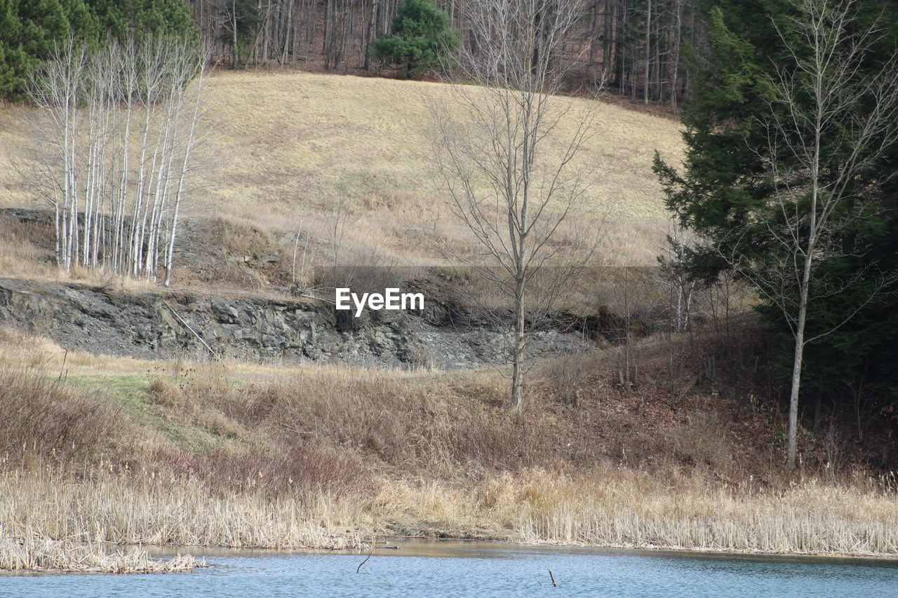 Scenic view of river in forest