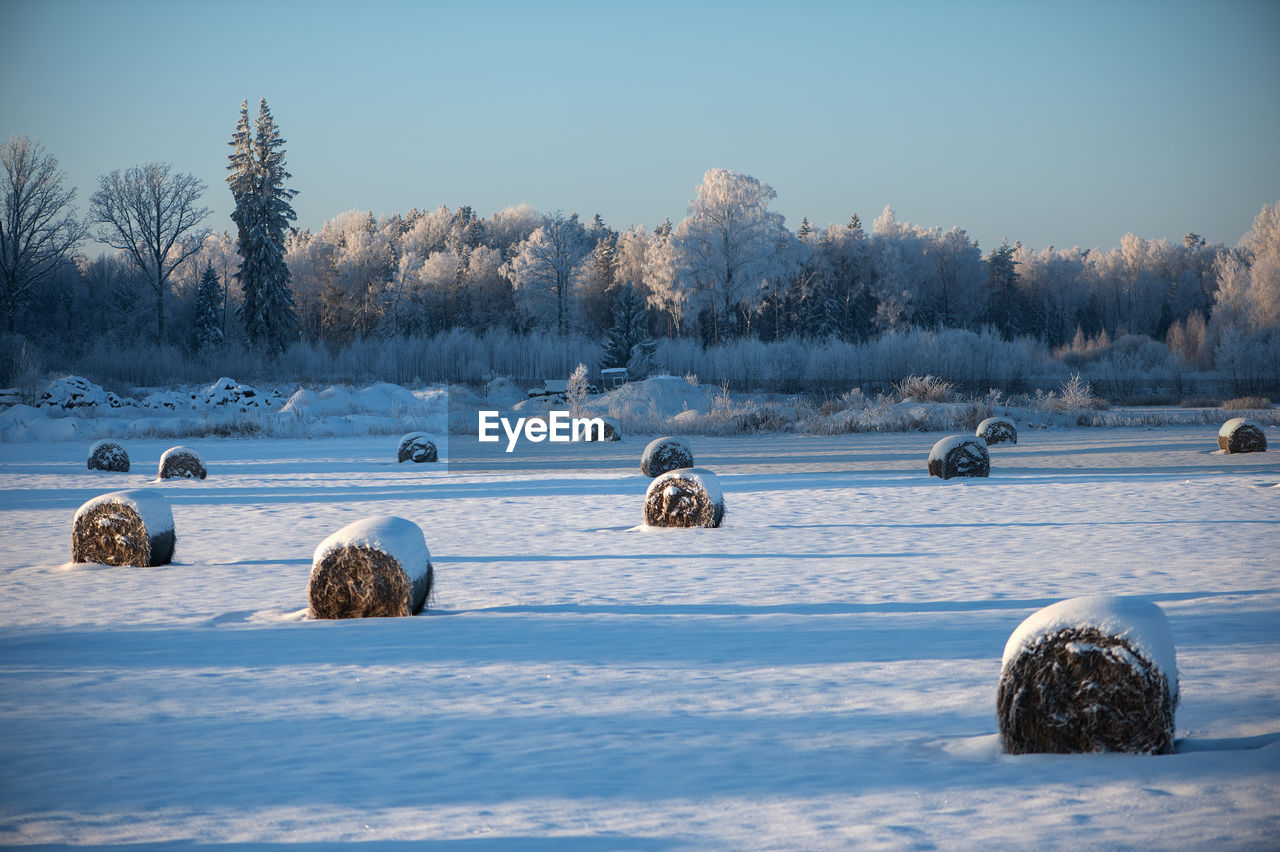 winter, snow, cold temperature, bale, nature, tree, environment, landscape, plant, sky, hay, morning, scenics - nature, reflection, land, beauty in nature, no people, freezing, ice, tranquility, tranquil scene, frozen, rural scene, field, sunlight, agriculture, outdoors, day, non-urban scene, water, blue, farm