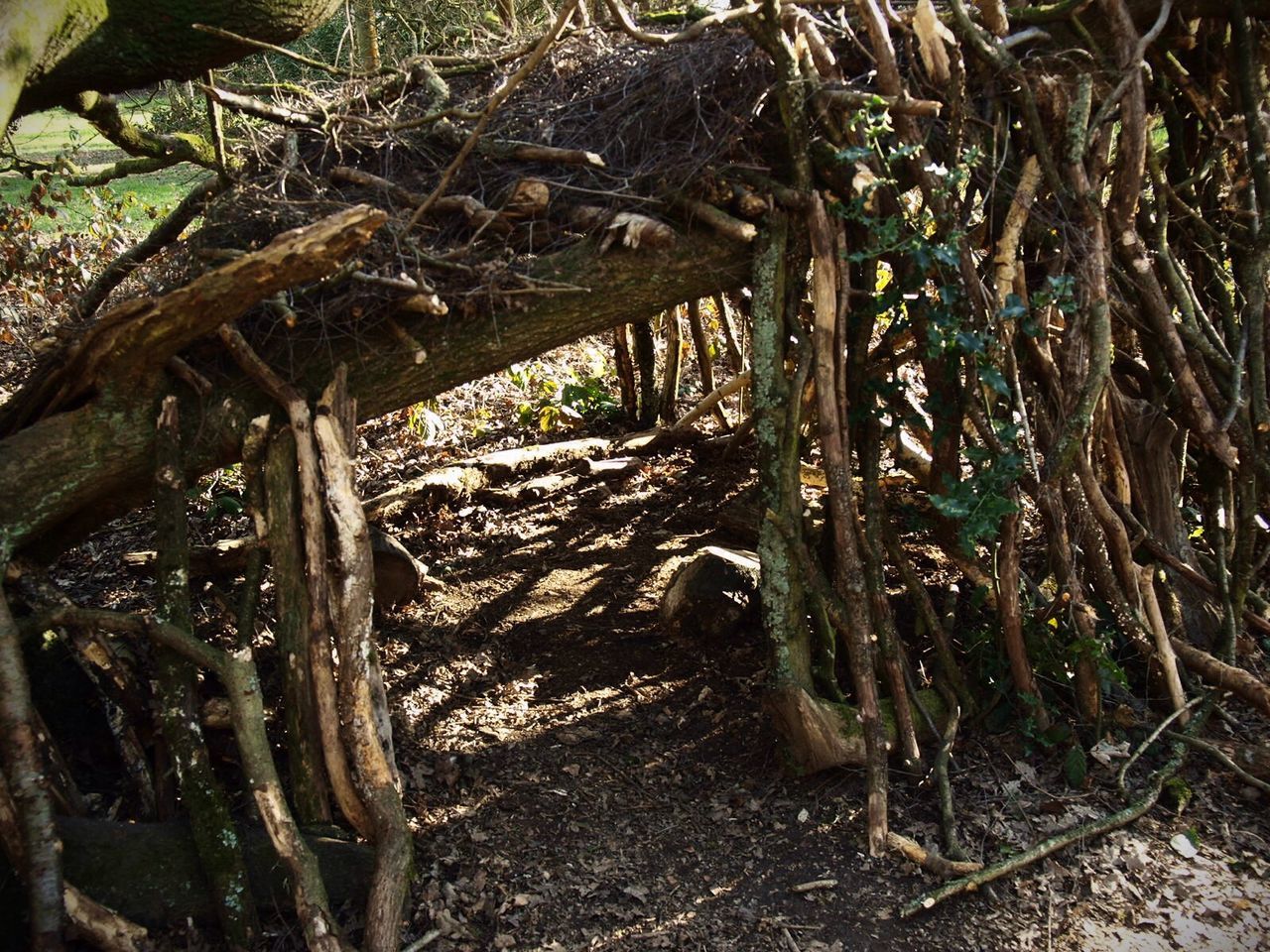 Fallen tree in forest