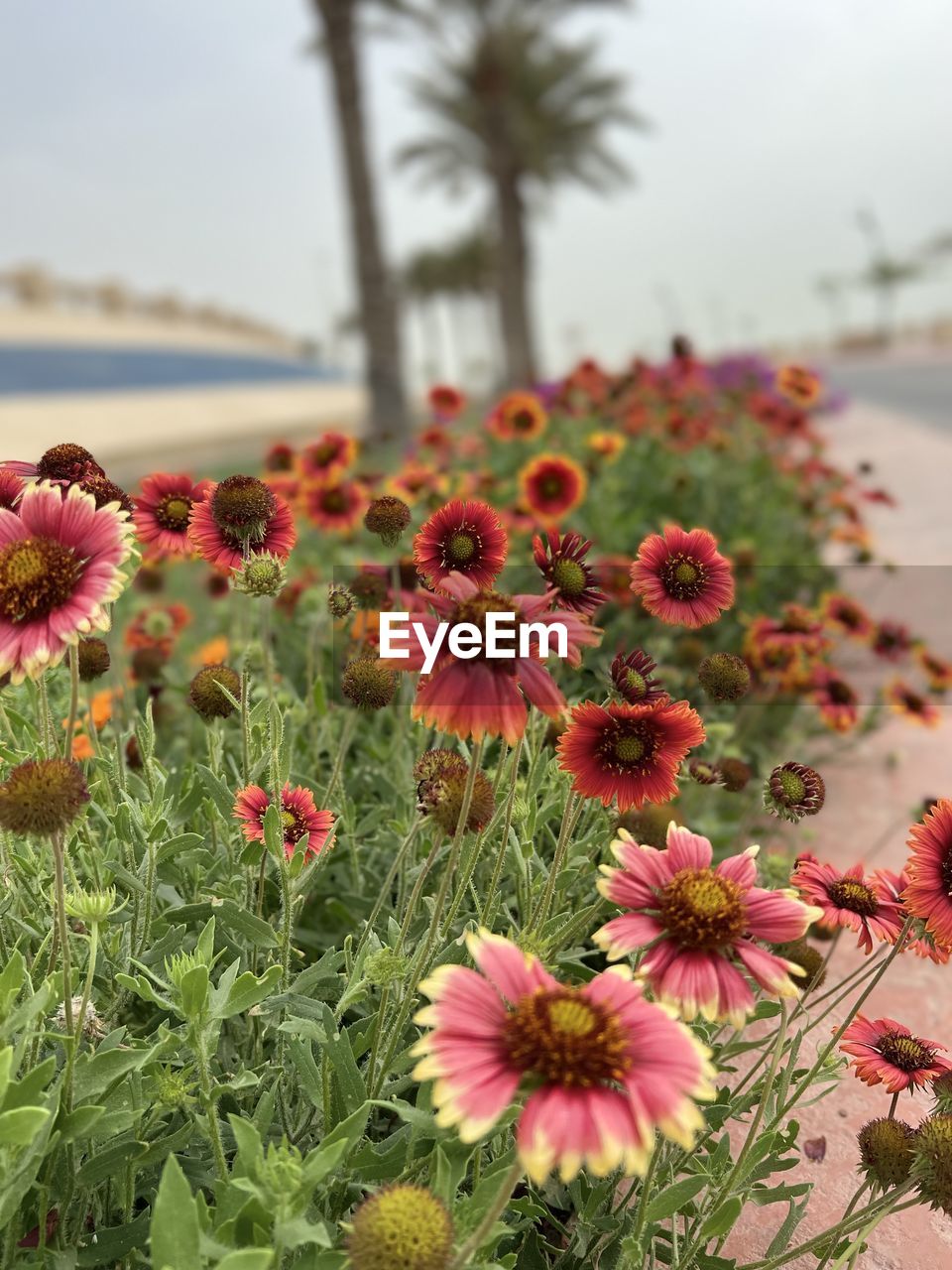 plant, flower, flowering plant, beauty in nature, freshness, nature, growth, sky, focus on foreground, no people, land, fragility, flower head, close-up, pink, inflorescence, petal, field, day, outdoors, water, environment, tranquility, landscape, scenics - nature, botany, travel destinations, tree