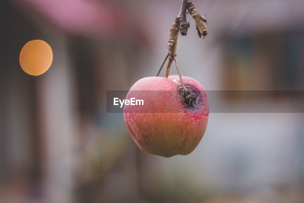 CLOSE-UP OF FRUITS HANGING FROM TREE